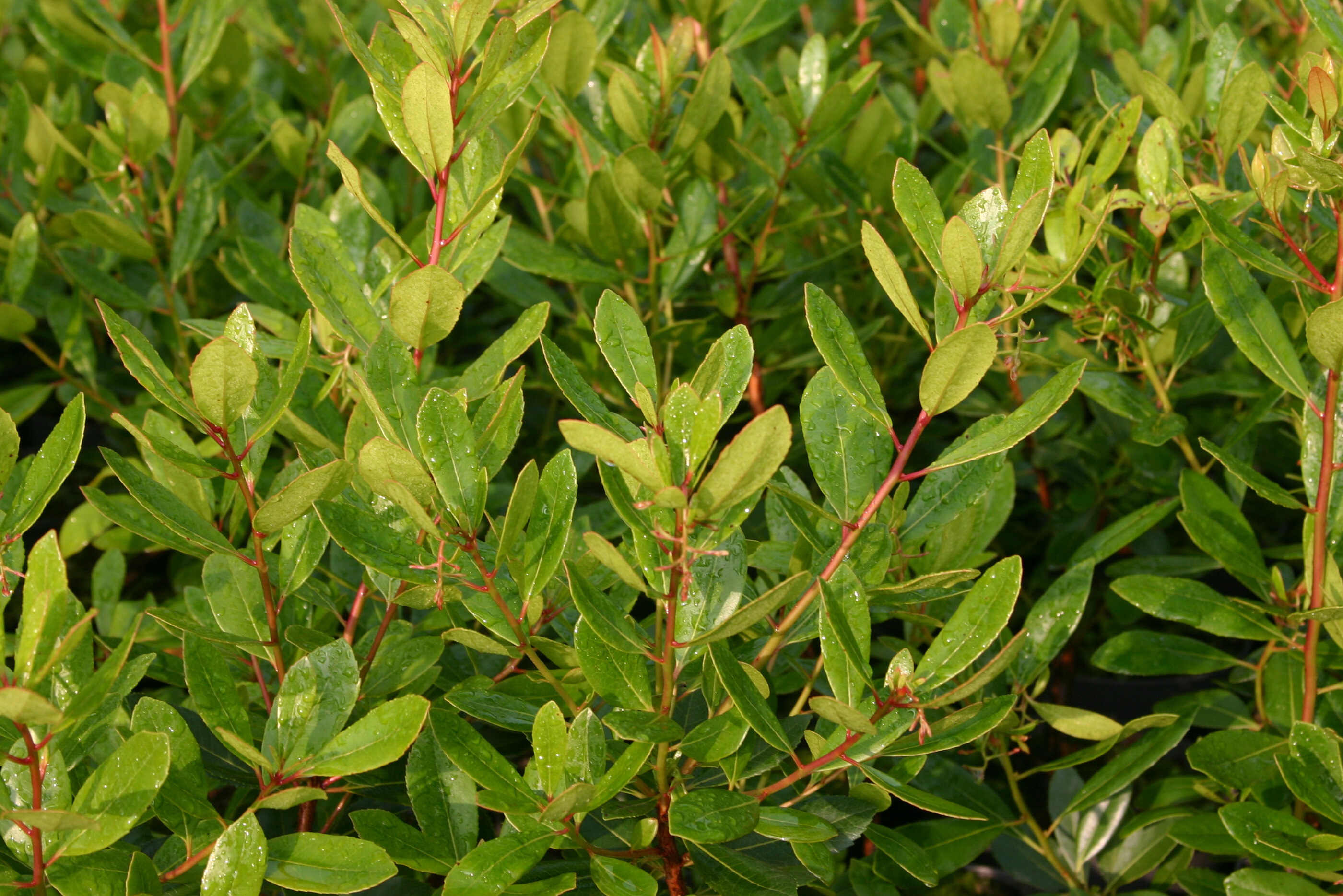 Aardbeiboom