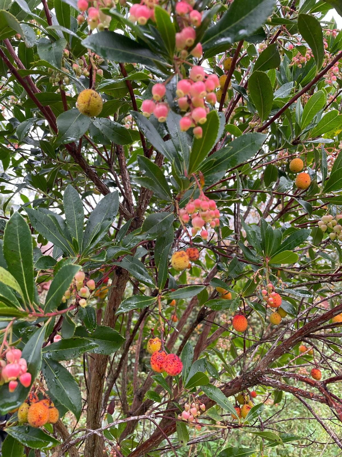 Aardbeiboom