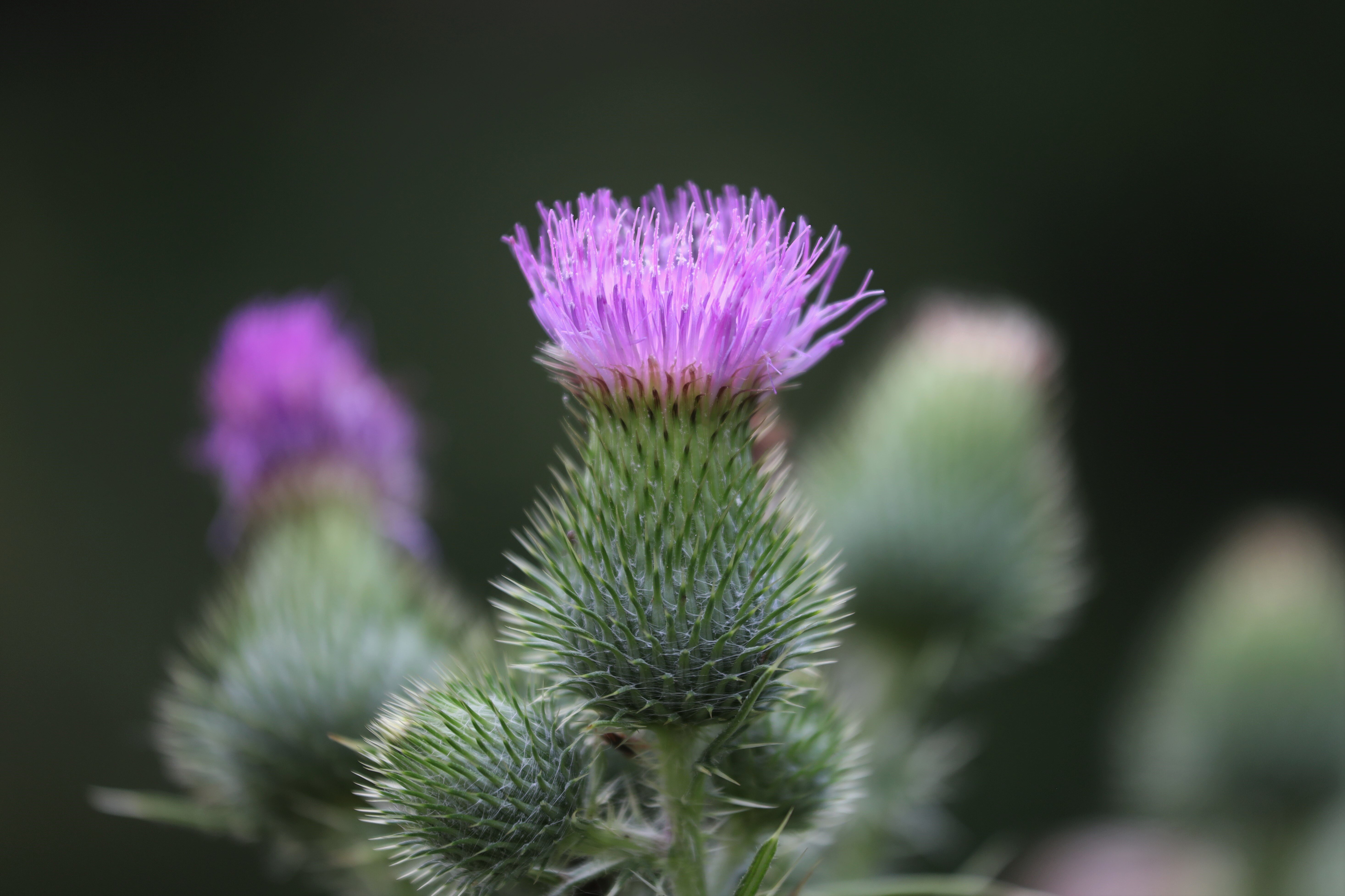 Bloemen
