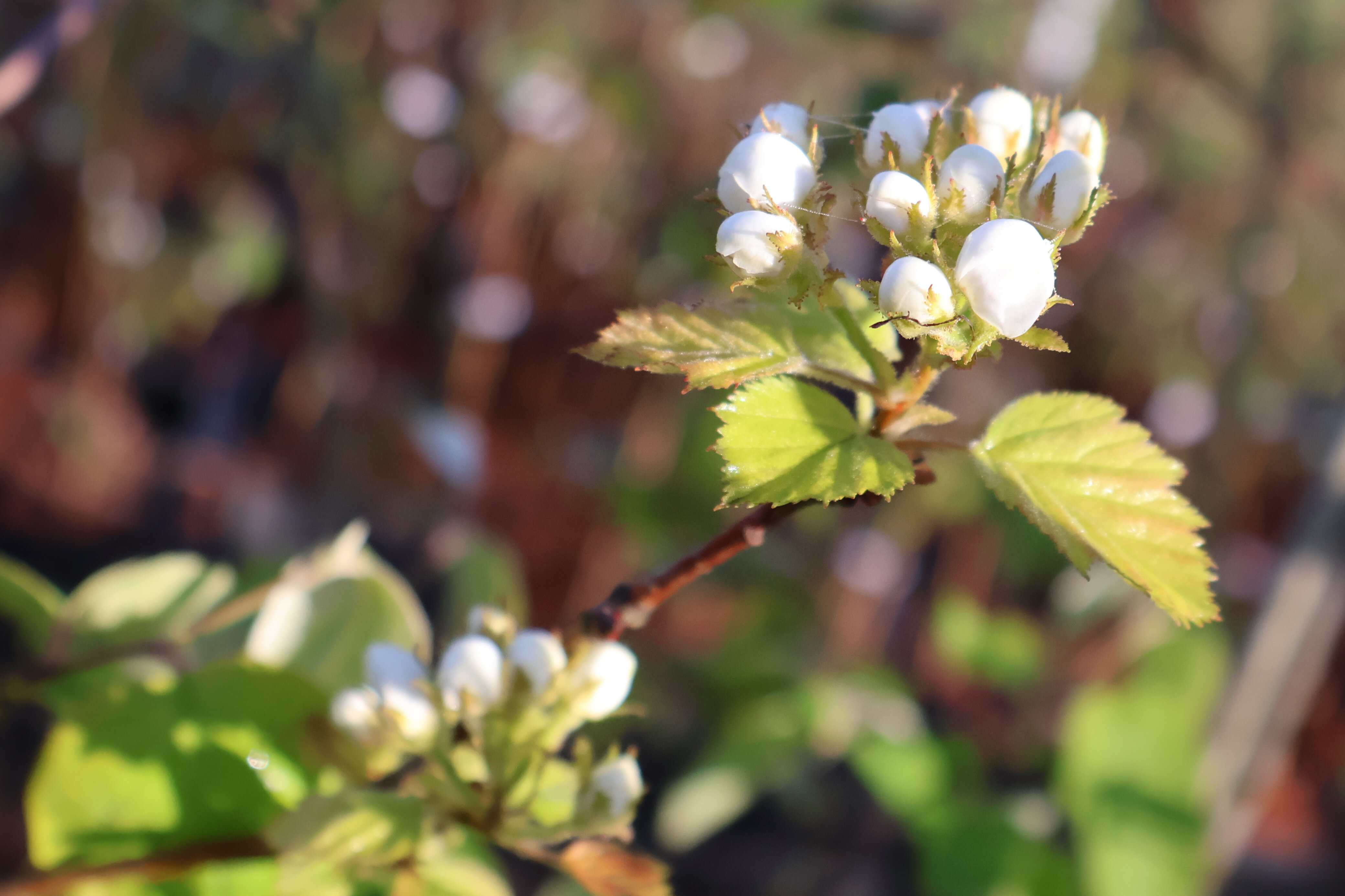 Bloemen