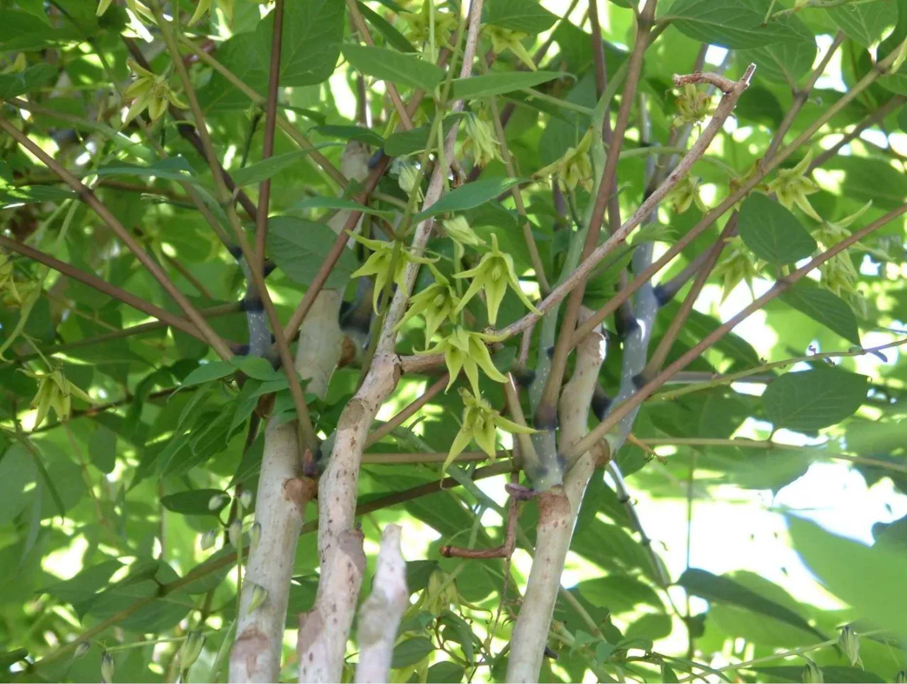 Plant