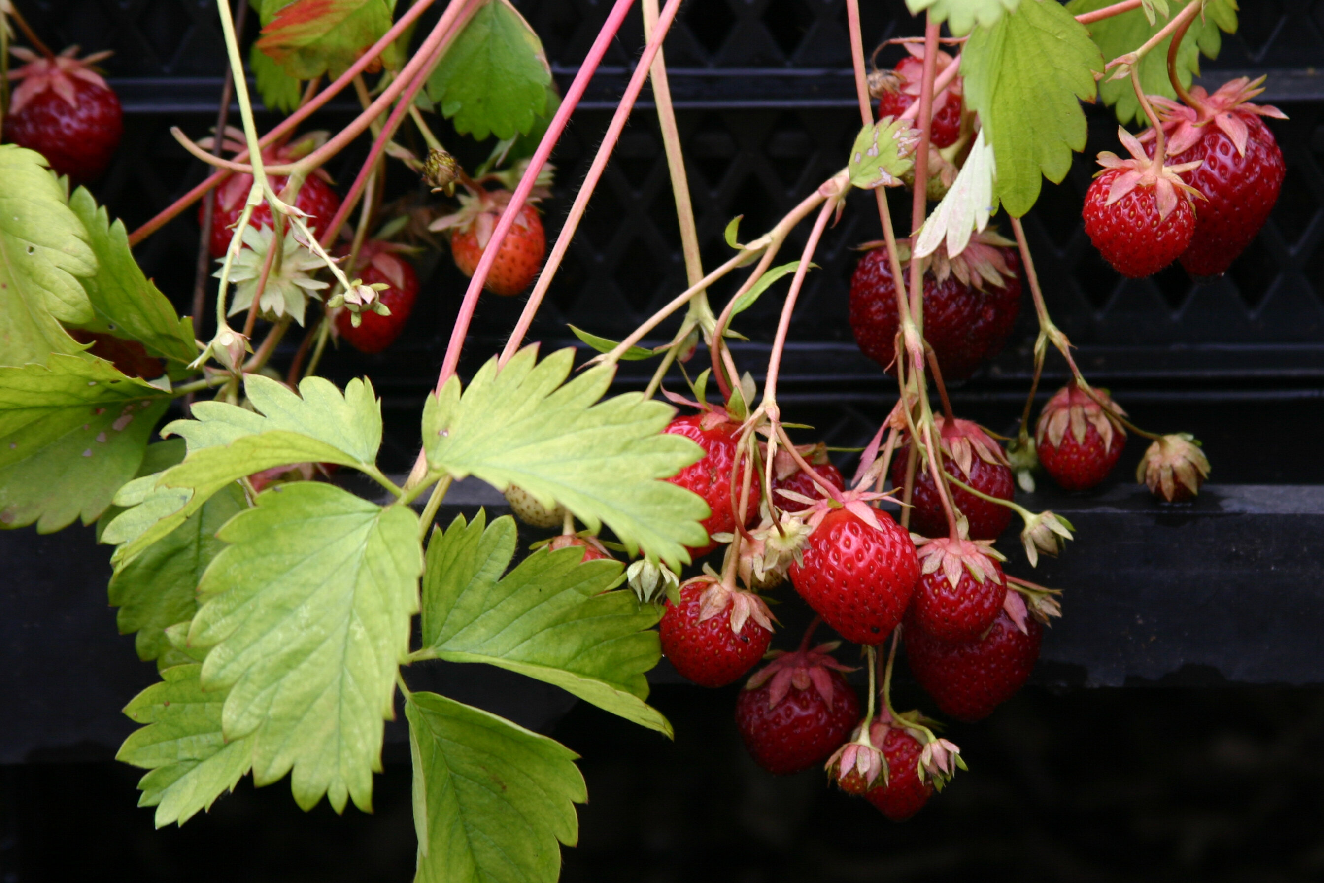 Aardbei