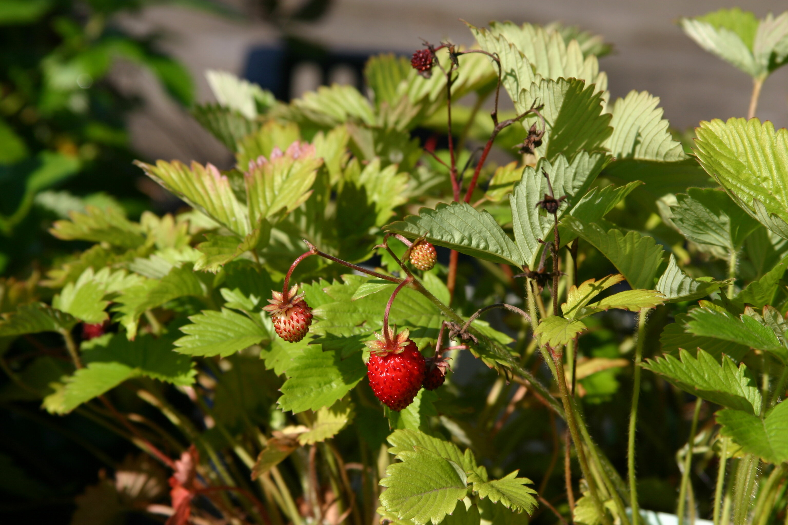 Aardbei