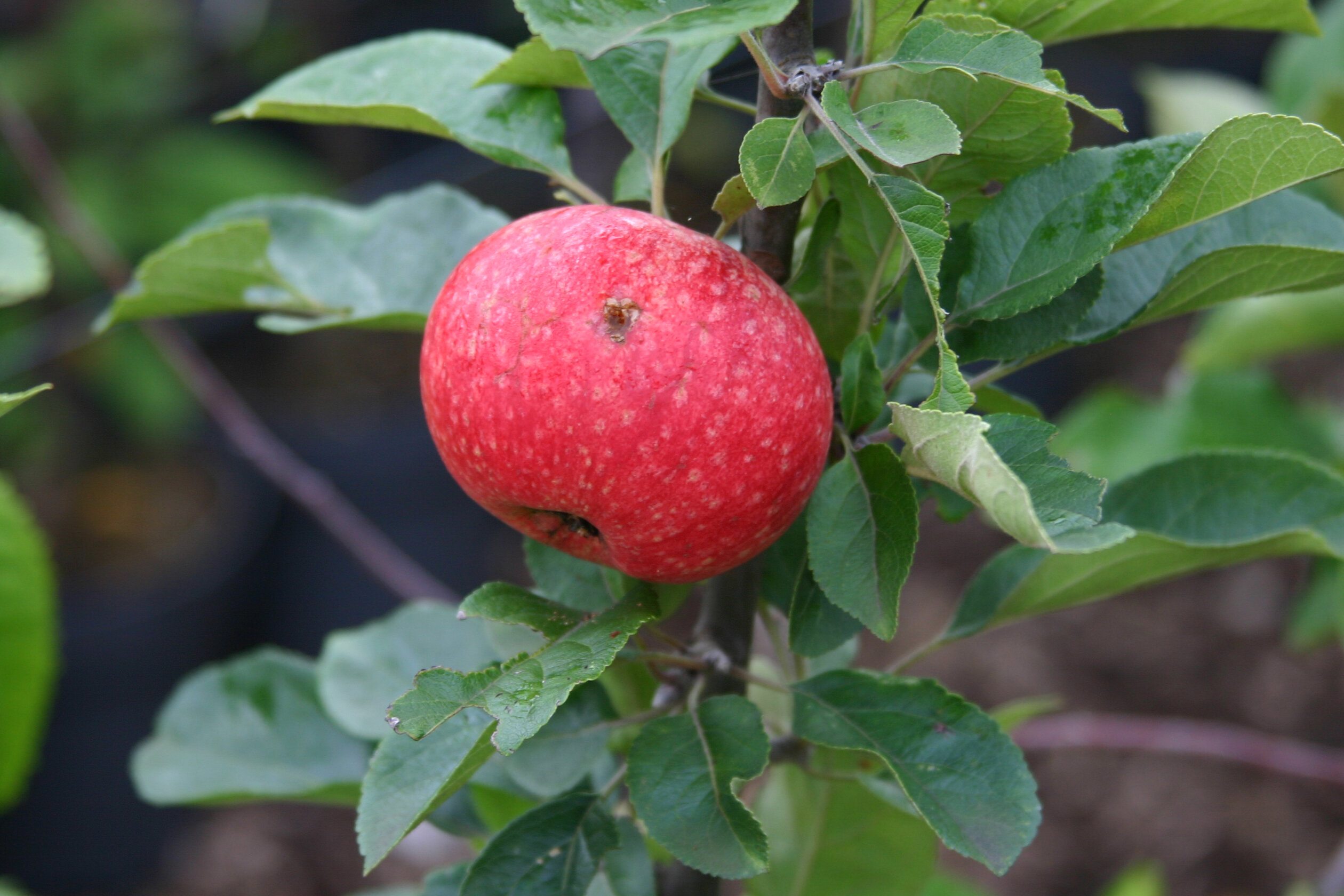 Appel