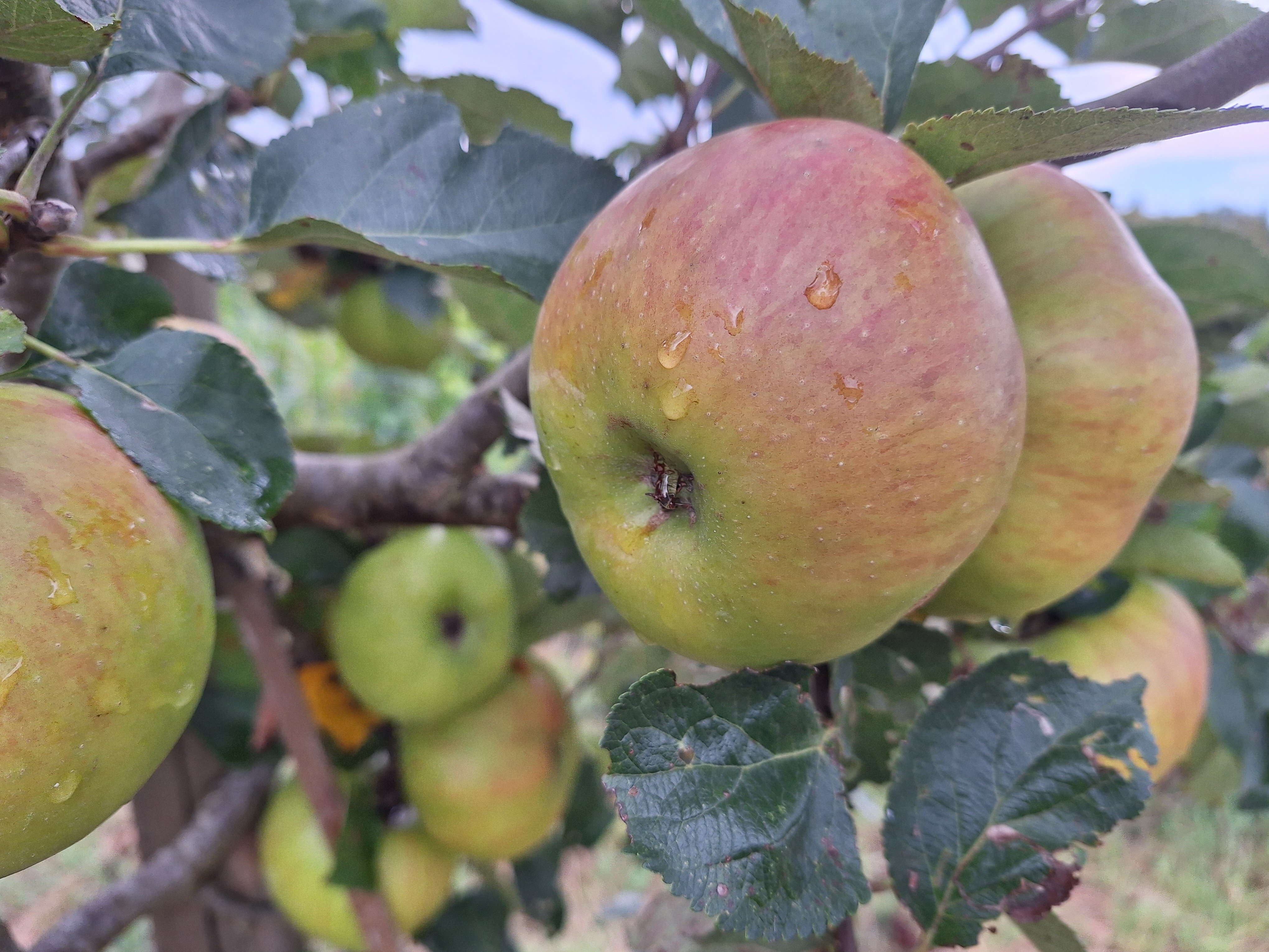 Appel