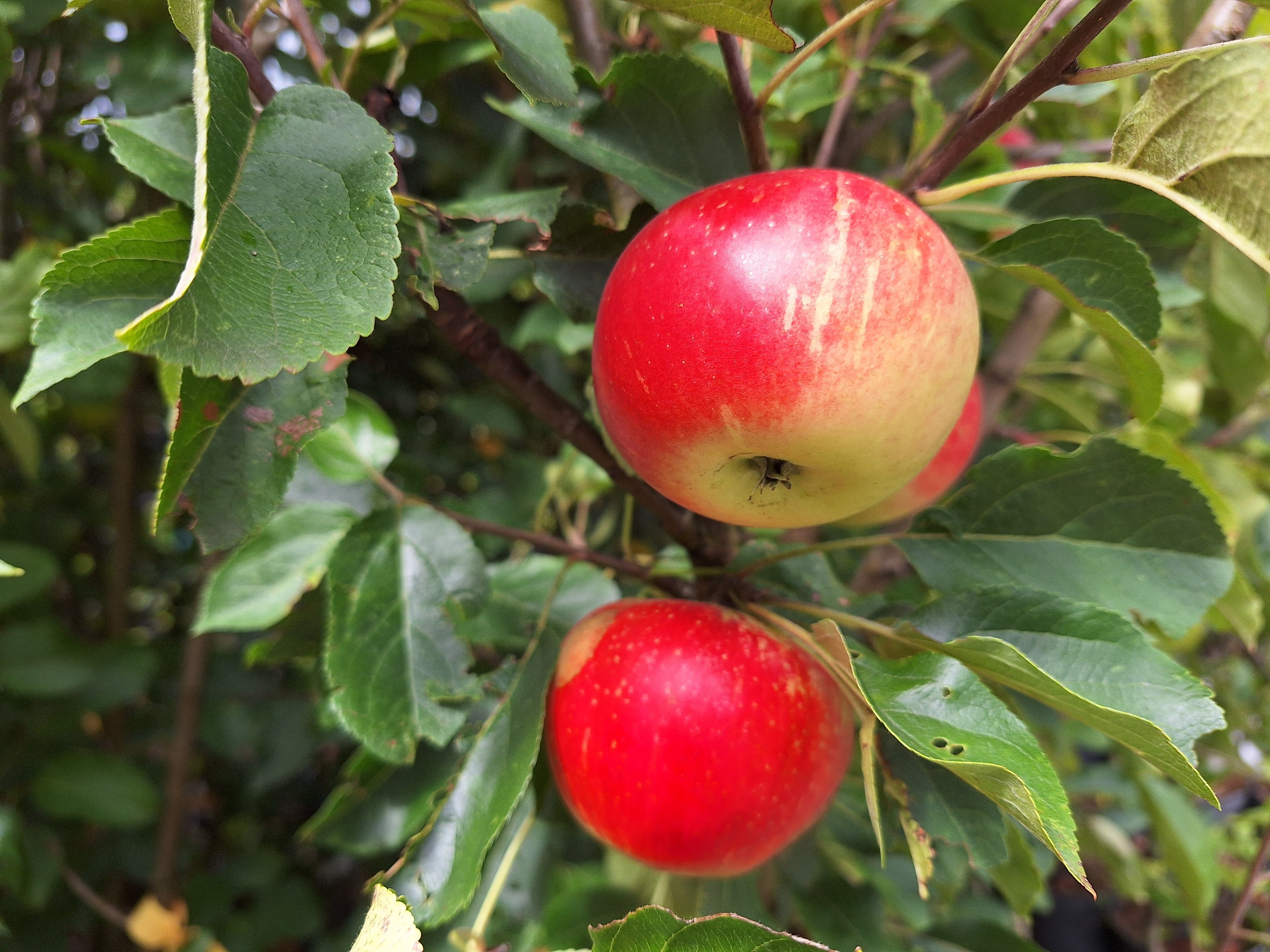 Appel