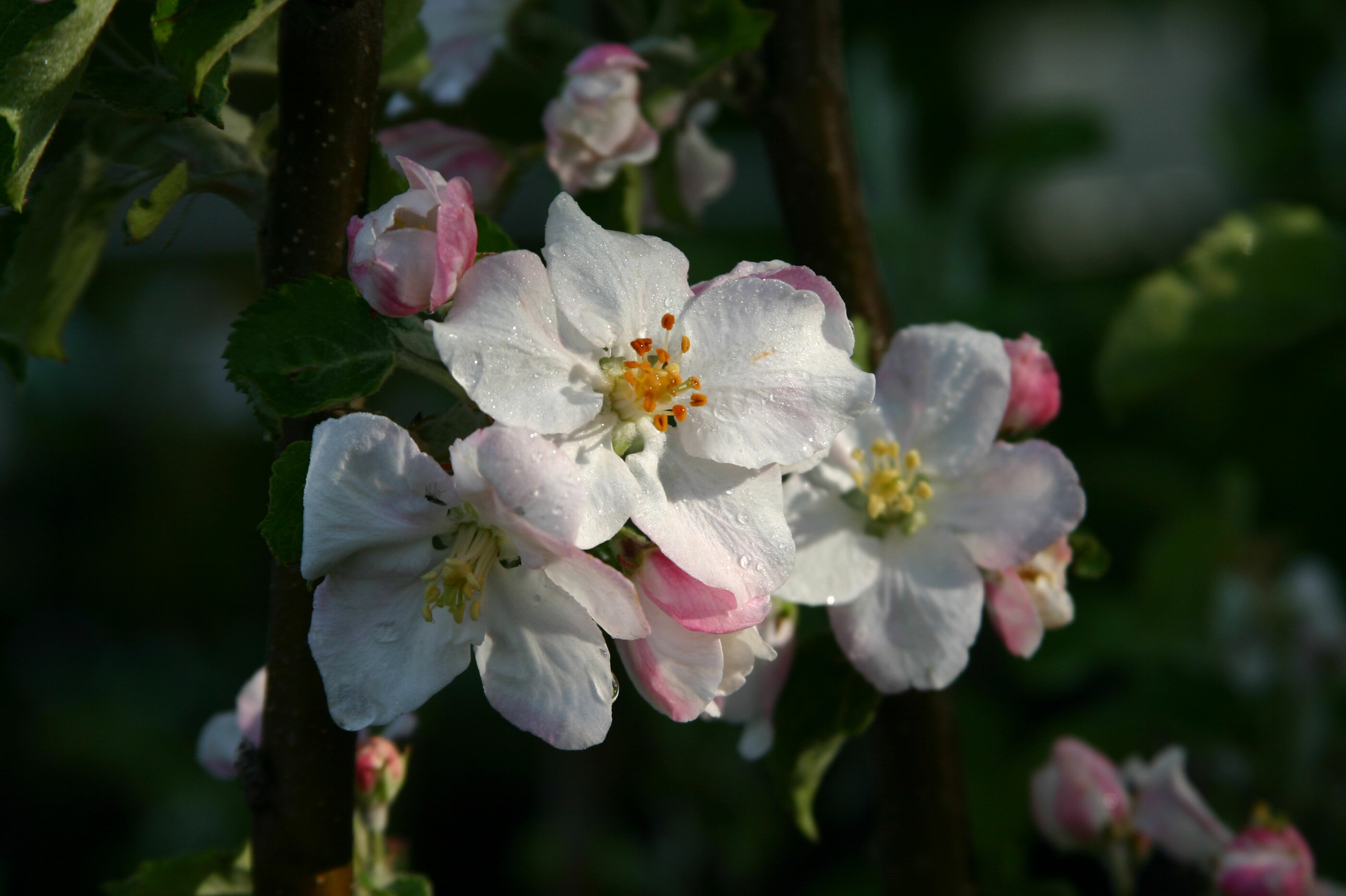 Appel
