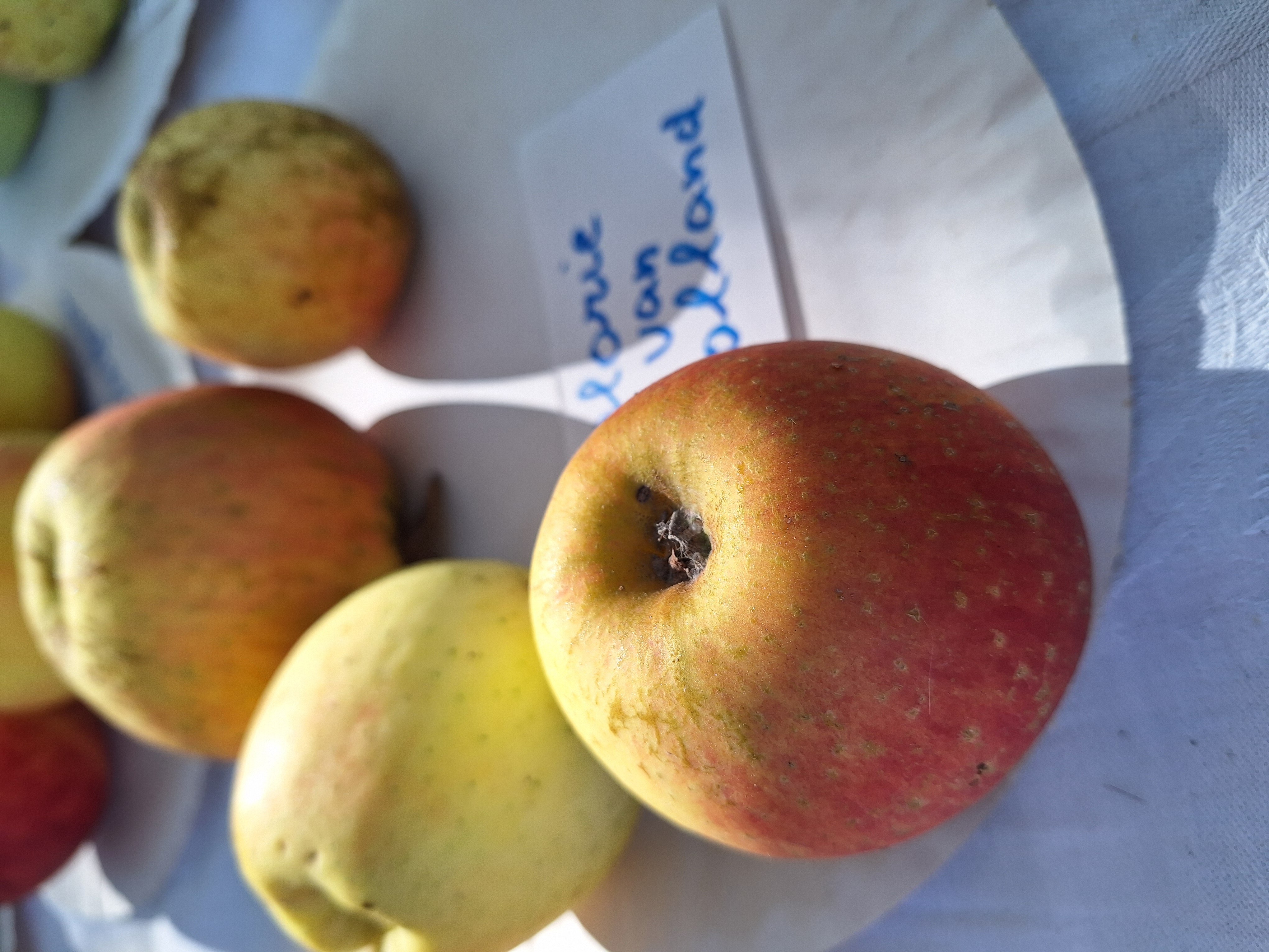 Appel