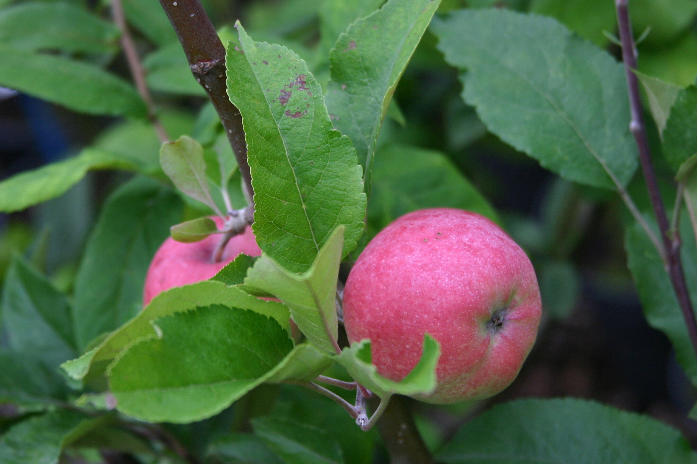 Appel