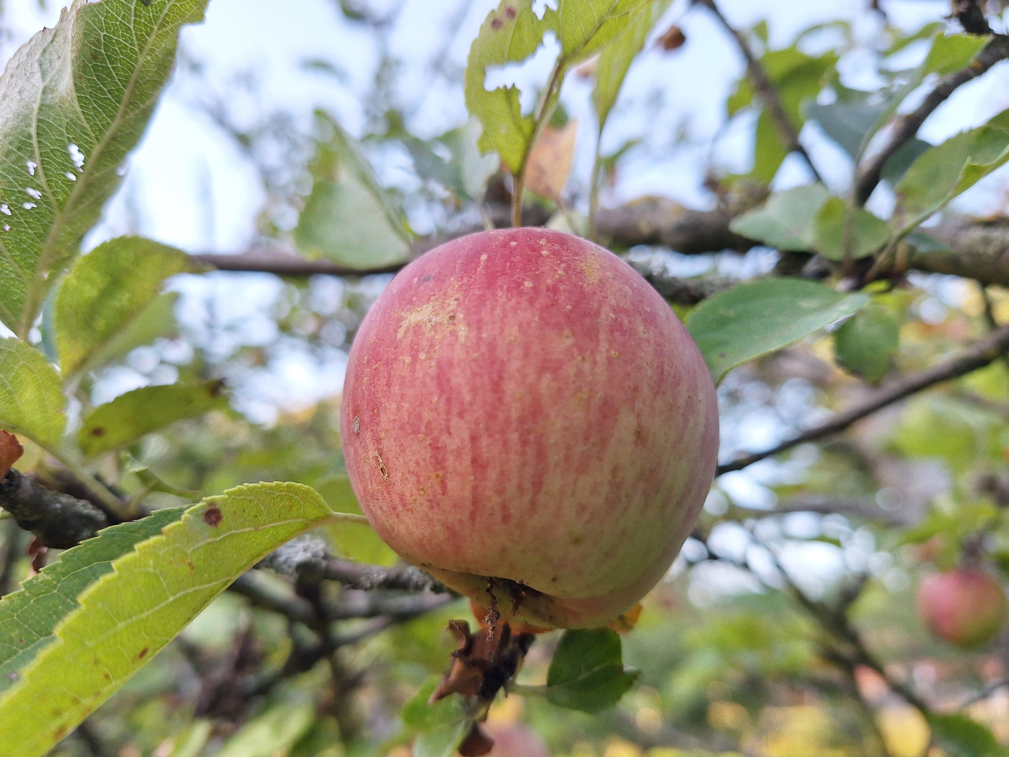 Appel