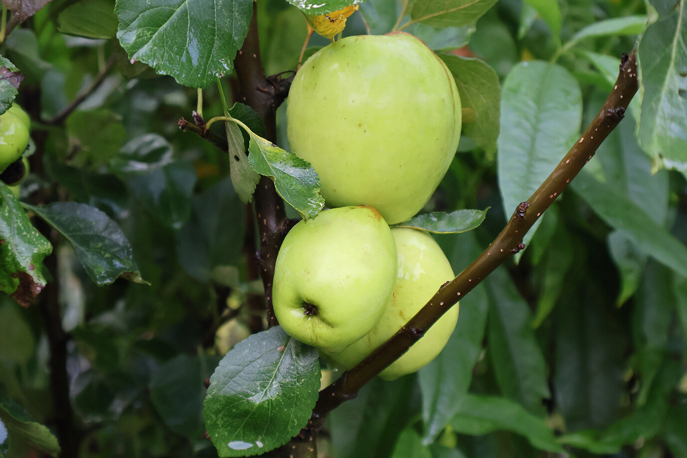 Appel