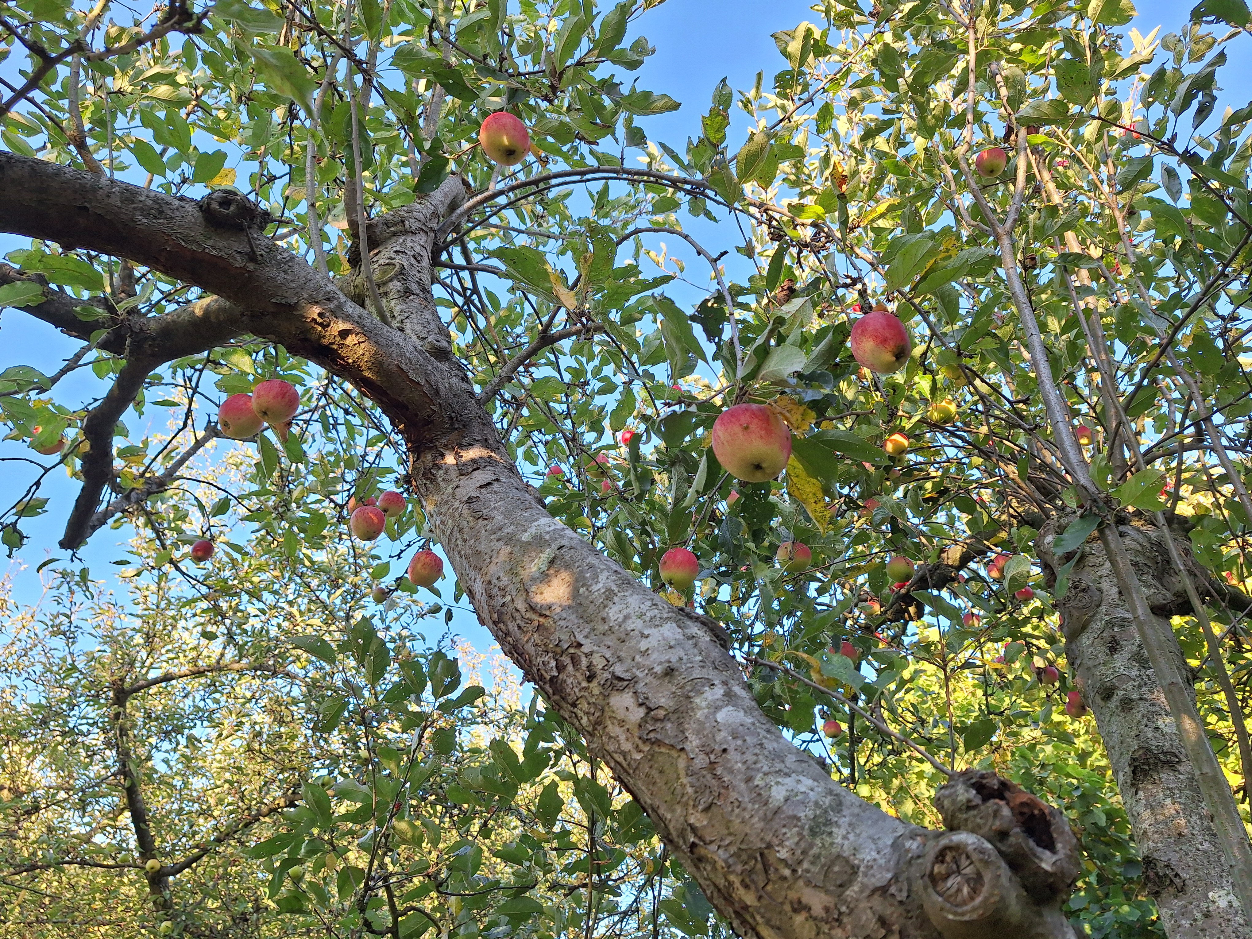 Appel