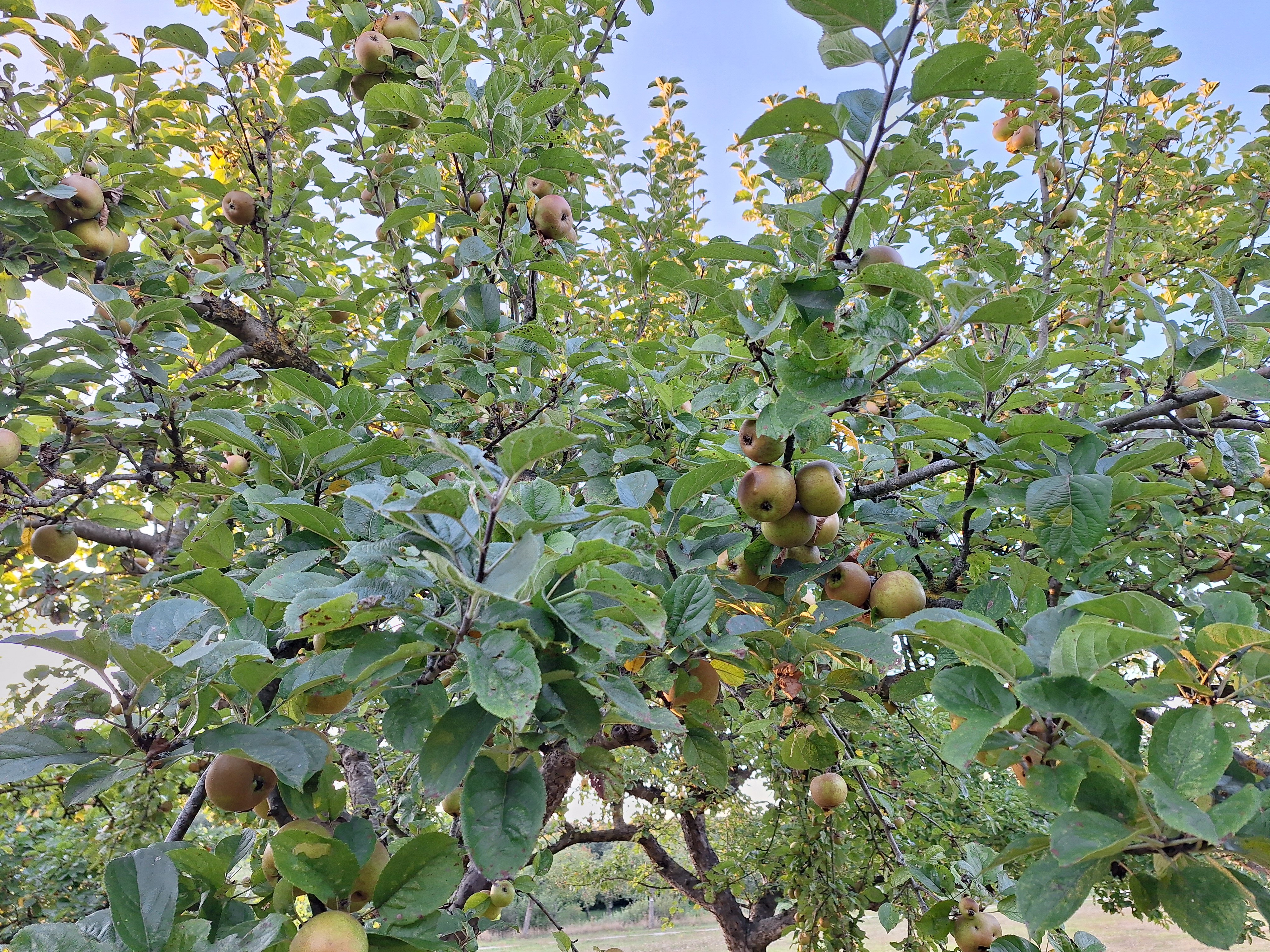 Appel