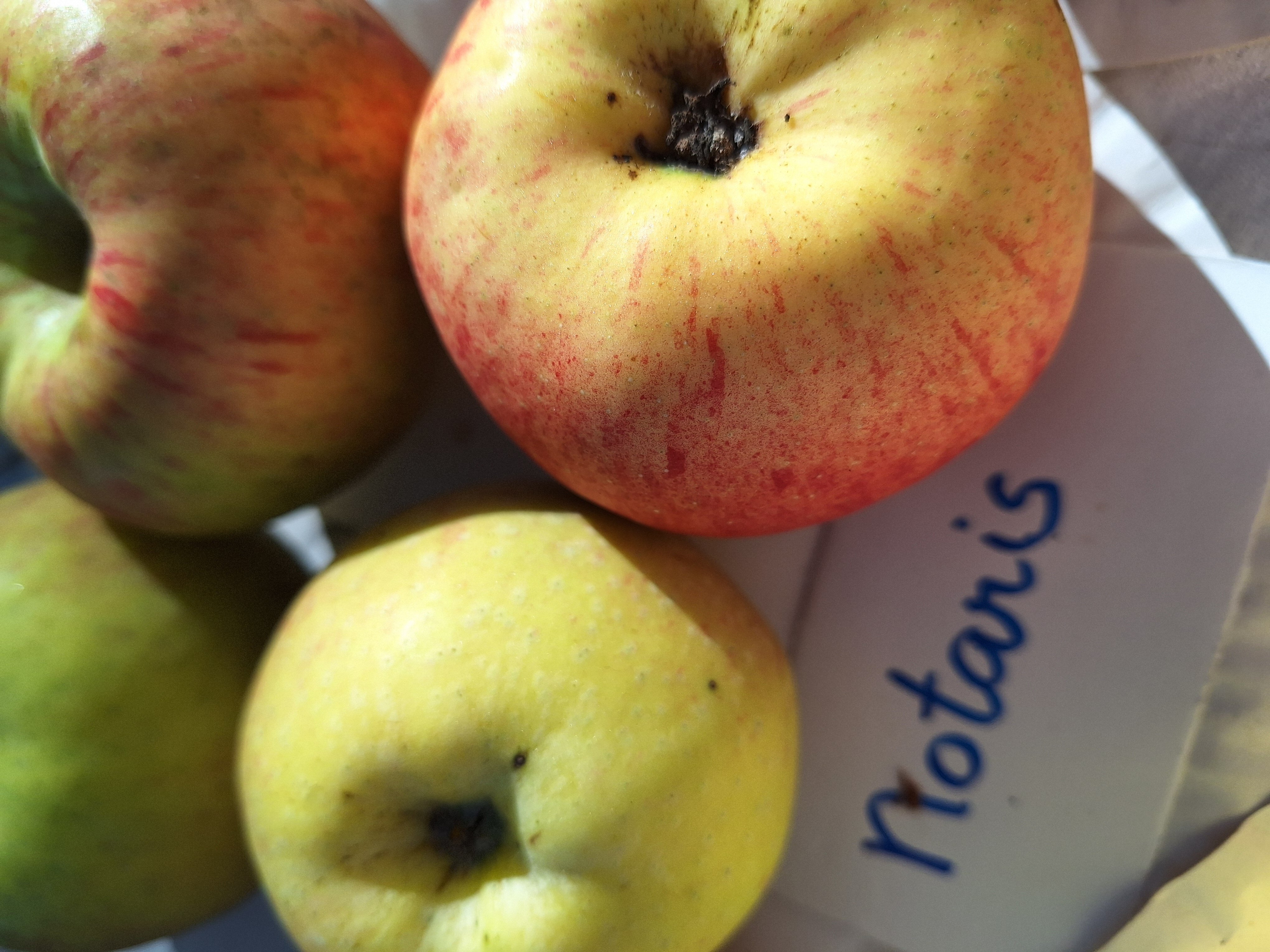 Appel