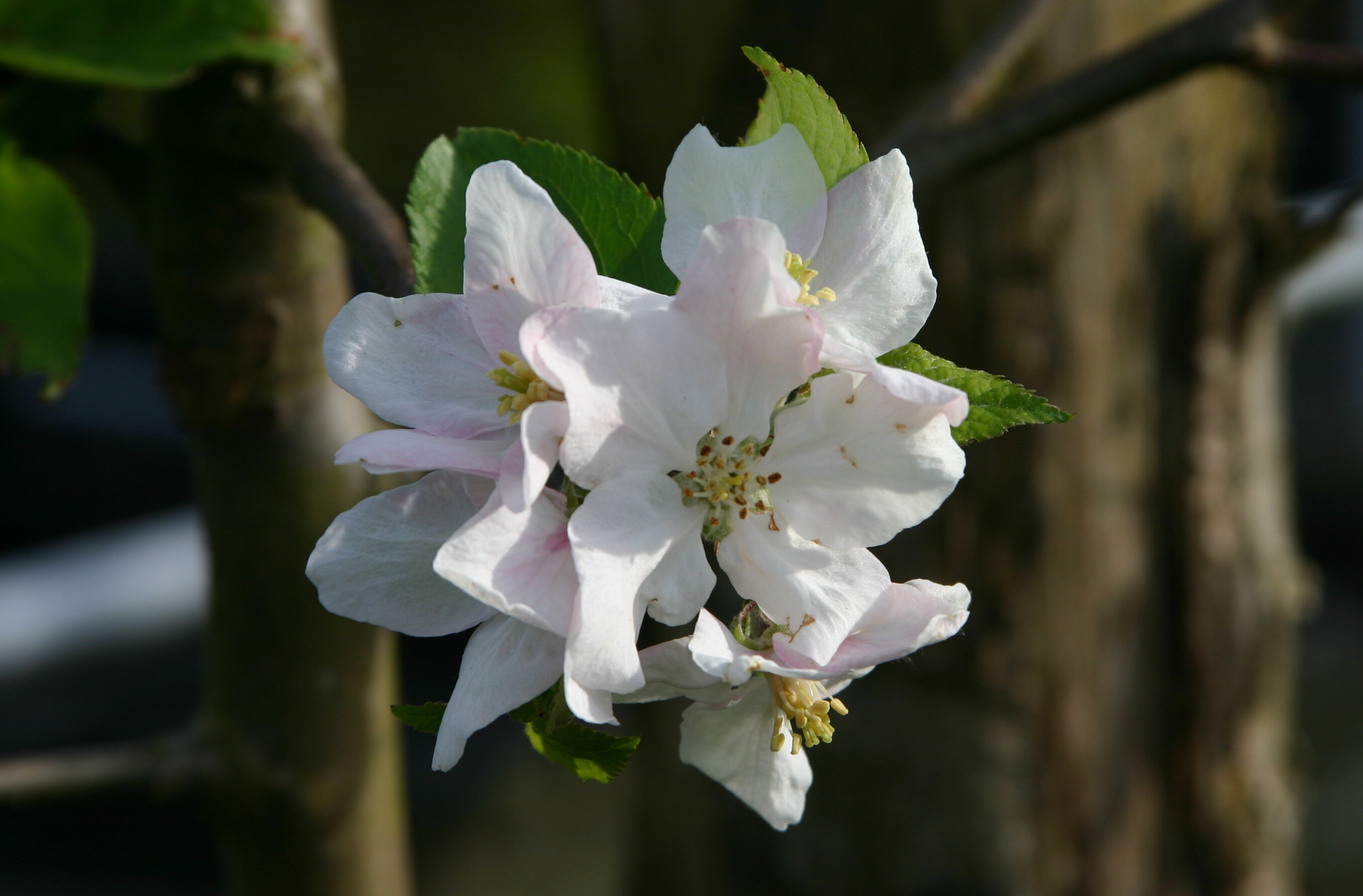 Appel