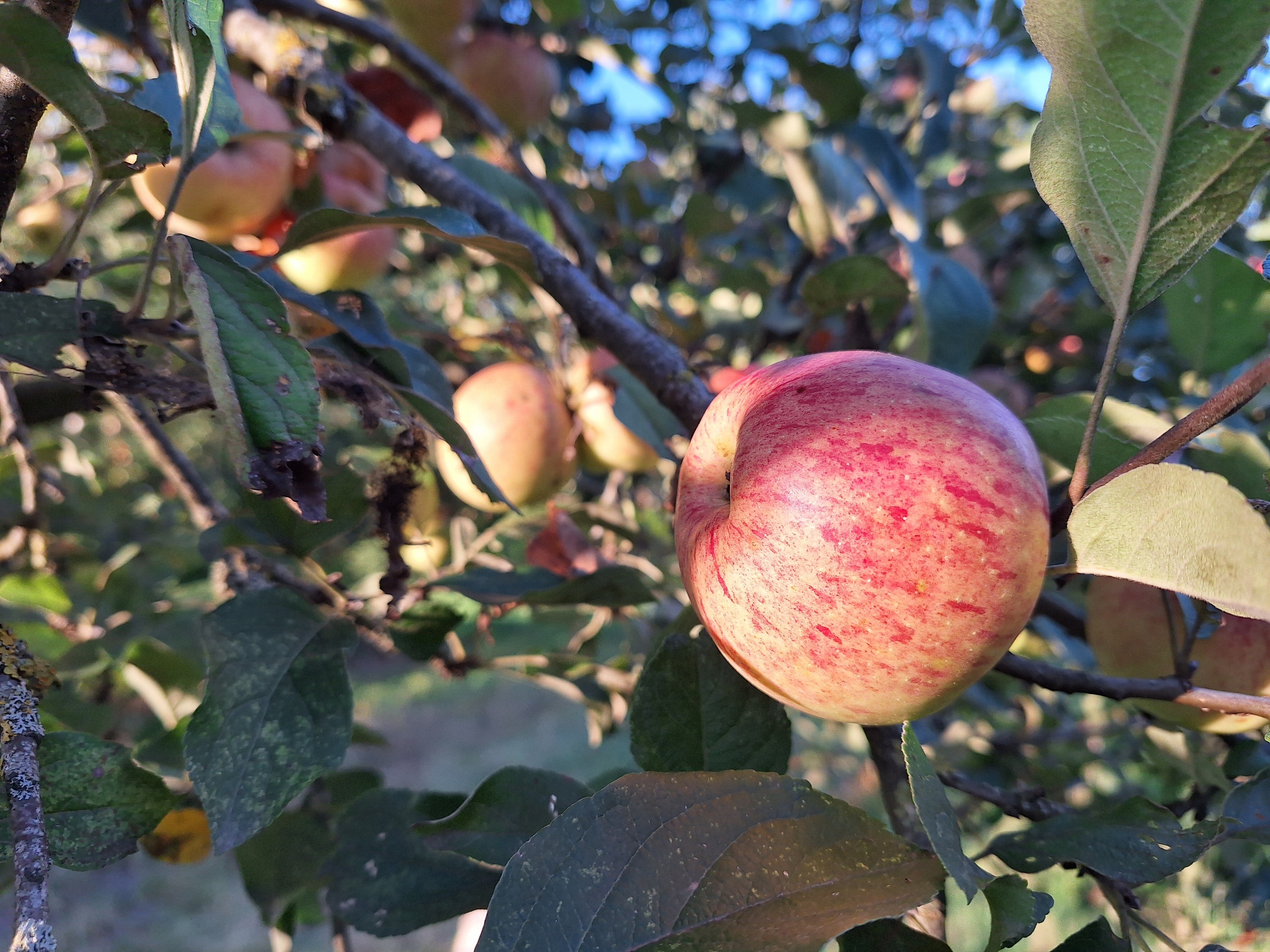 Appel