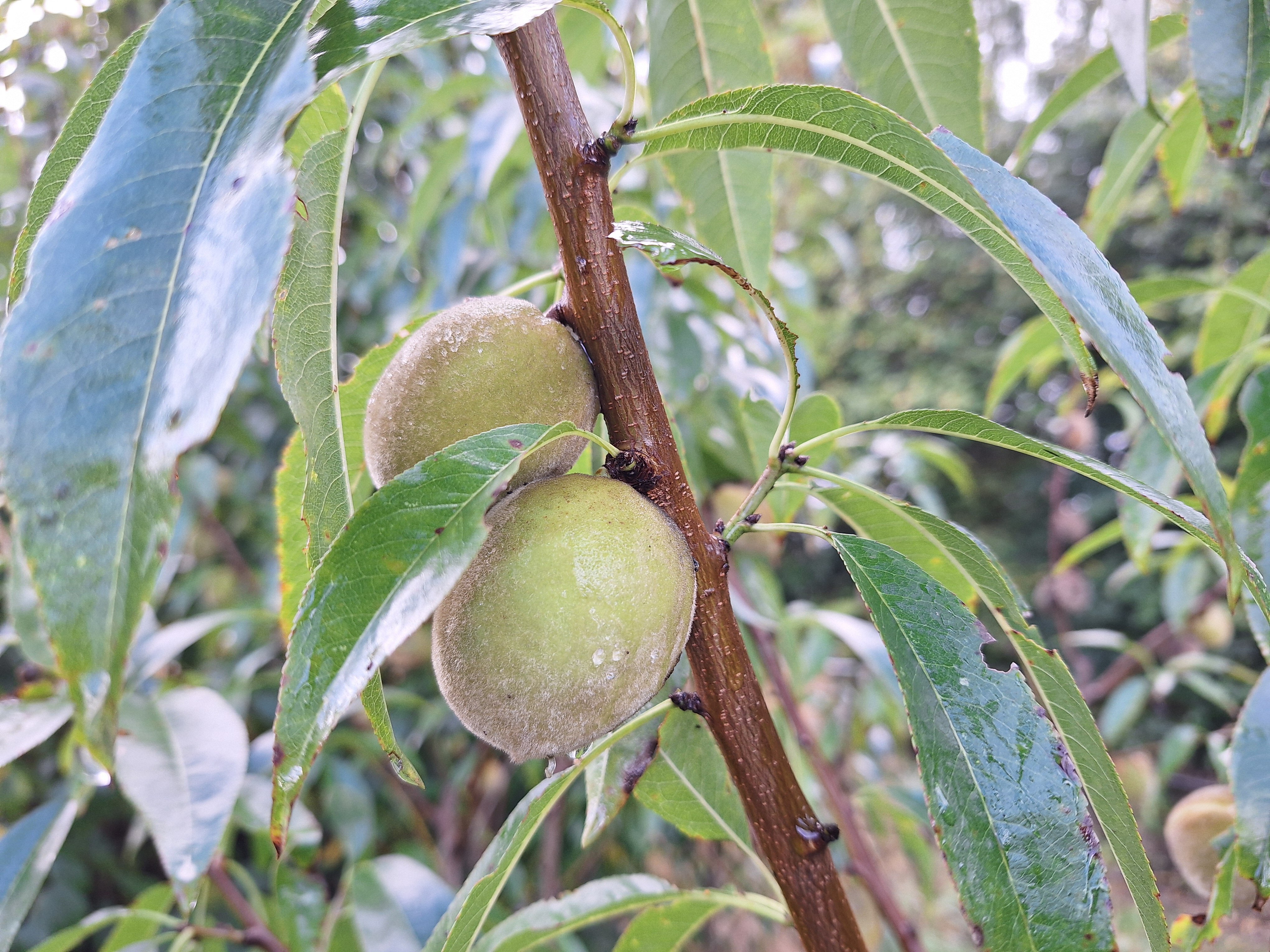 Amandel